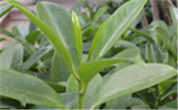 在線COD測定儀在污水處理廠中的應(yīng)用探討解決方案