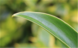 有機(jī)胺與香料生產(chǎn)復(fù)合化工廢水處理工程實例