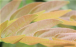 屏蔽氯離子干擾-高鹽榨菜廢水中COD測定方法