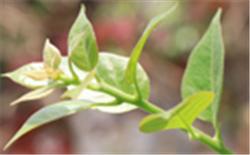 污水處理技術(shù)之石油煉化廢水處理方案