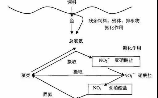廢水中有機(jī)氮和氨氮的主要來源 